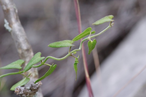 Image of Matelea sagittifolia by (c) Michelle W. （鍾偉瑋）, some rights reserved (CC BY)