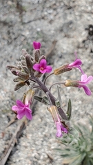 Boechera californica