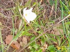 Oenothera albicaulis