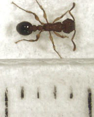 Tetramorium bicarinatum
