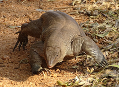 Varanus bengalensis