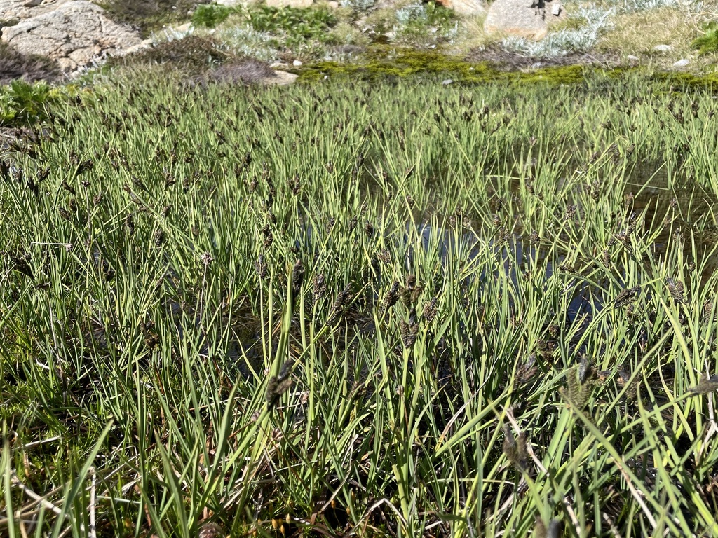 Alpine Fen-sedge