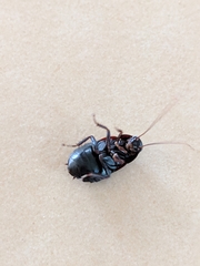 Diploptera punctata