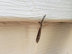 Brachypremna dispellens