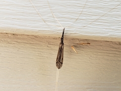 Brachypremna dispellens