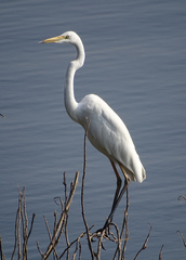 Ardea alba