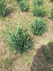 Yucca flaccida