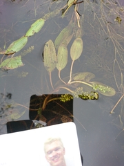 Potamogeton natans