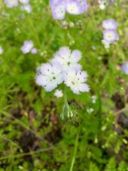 Phacelia purshii