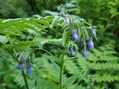 Mertensia paniculata