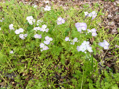 Phacelia purshii