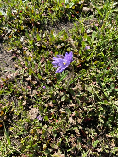 iNaturalist observation photo of blue dicks