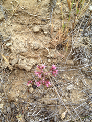 Chorizanthe fimbriata
