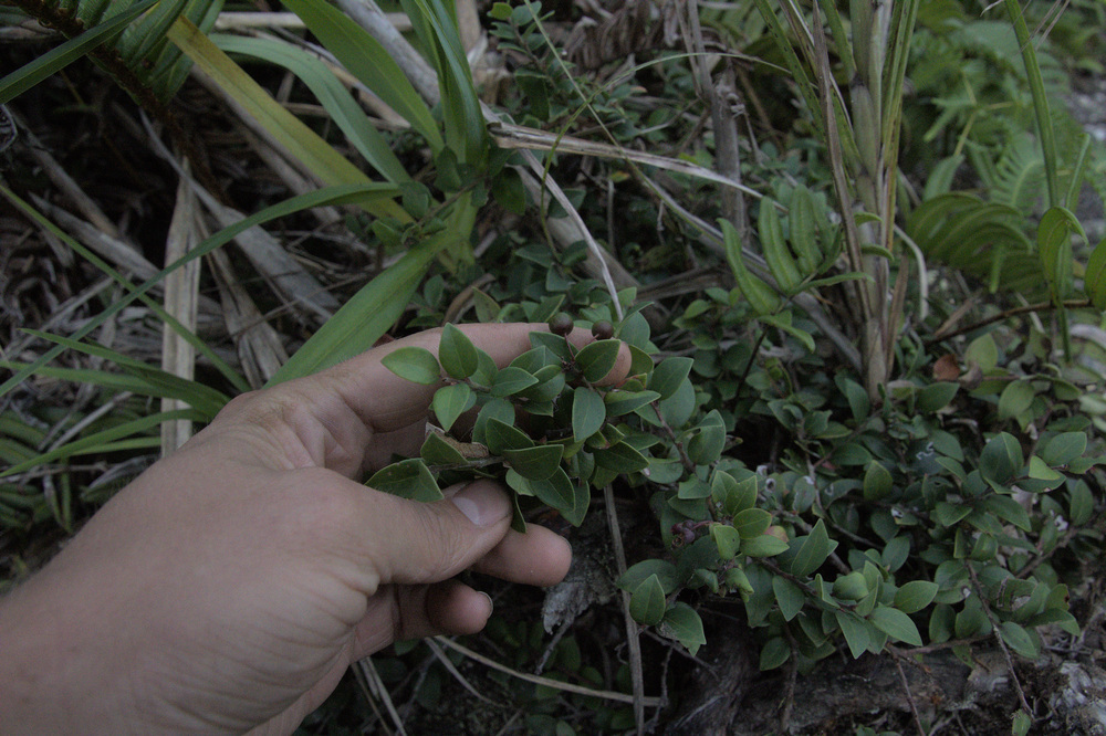 Vaccinium myrtoides; photograph Isaac Krone, CC BY, iNaturalist via GBIF
