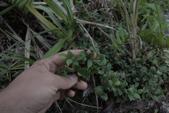Vaccinium myrtoides