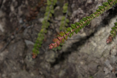 Isaac Krone, CC BY, iNaturalist via GBIF Vaccinium microphyllum, photograph Isaac Krone, CC BY, iNaturalist via GBIF
