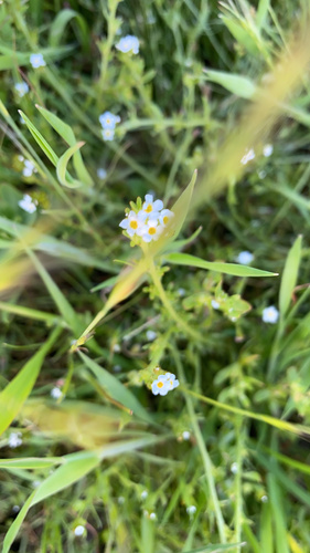 iNaturalist observation photo of Popcornflowers