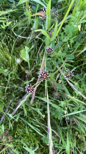 iNaturalist observation photo of white-tipped clover