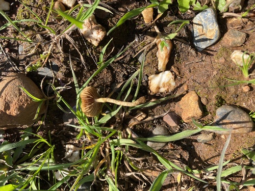 iNaturalist observation photo of Common Fieldcap