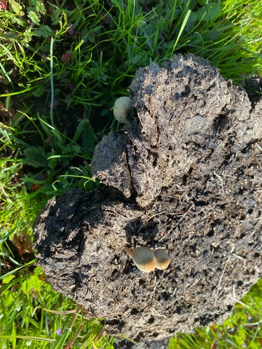 iNaturalist observation photo of dung-loving Deconica