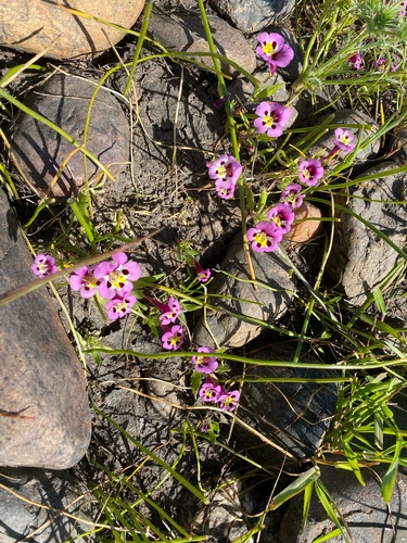 iNaturalist observation photo of tricolor monkeyflower
