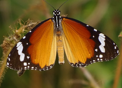Danaus chrysippus