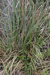 Cladium mariscus jamaicense