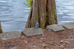 Cyanocitta cristata image