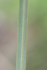 Cladium mariscus jamaicense