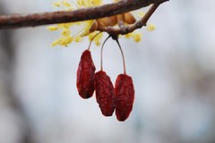Cornus officinalis