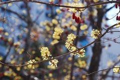 Cornus officinalis