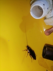 Periplaneta australasiae image