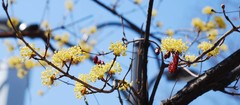 Cornus officinalis