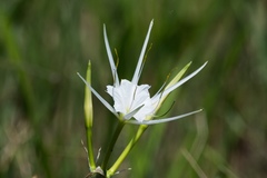 Hymenocallis liriosme