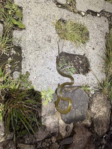 Yellow-bellied House Snake