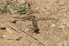 Arigomphus lentulus
