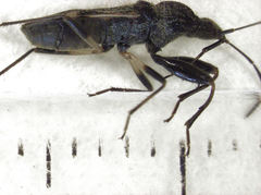 Horridipamera robusta