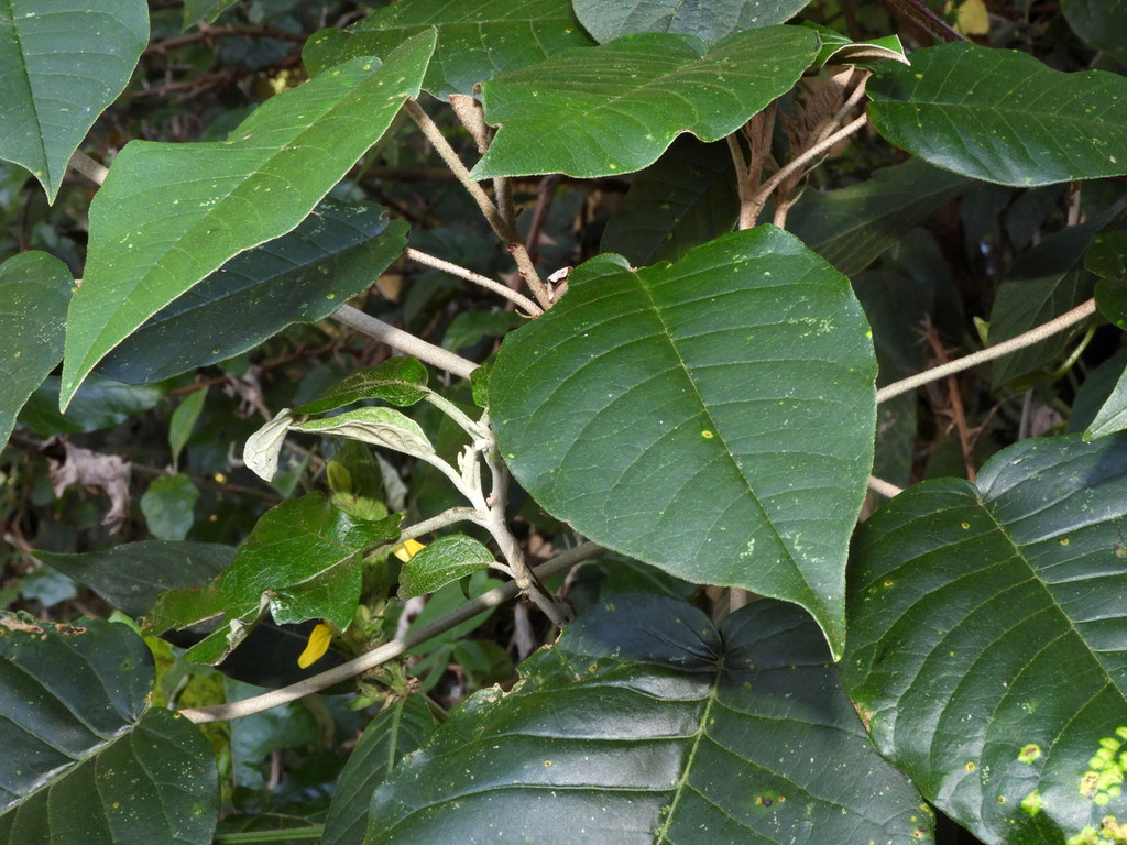 Croton megalocarpus from Kilibwoni, Kenya on December 7, 2023 at 05:15 ...