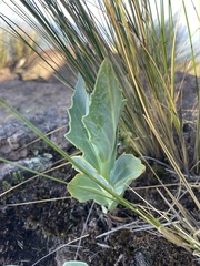 (c) Hilary Rose Dawson, some rights reserved (CC BY) Senecio rhomboideus, photograph (c) Hilary Rose Dawson, some rights reserved (CC BY)