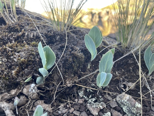 Senecio rhomboideus, photograph 6