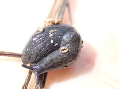 Hesperarion hemphilli