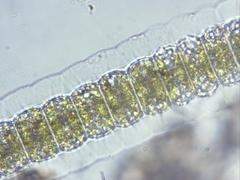 Desmidium grevillei