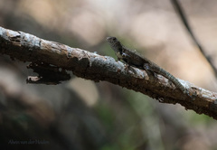 Sceloporus nelsoni