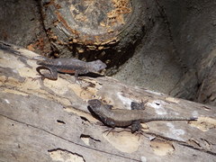 Sceloporus nelsoni