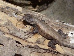 Sceloporus nelsoni
