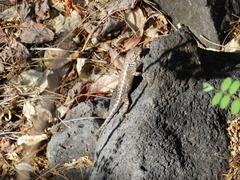 Sceloporus nelsoni