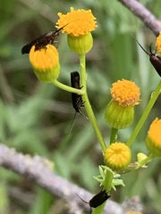 Scythris fuscicomella