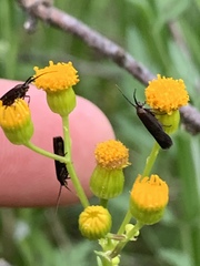 Scythris fuscicomella