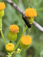Scythris fuscicomella