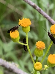 Scythris fuscicomella